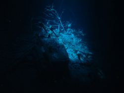 Taken during a cave dive in central Cuba May 2006. by Mark Mckellar 